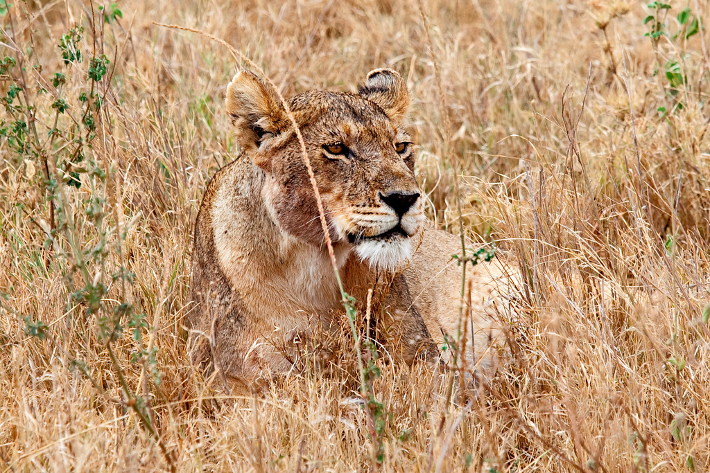 The Wild Beauty of the Serengeti, Tanzania