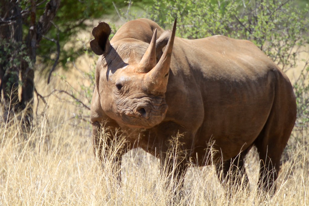 Tswalu Kalahari: South Africa’s Final Frontier