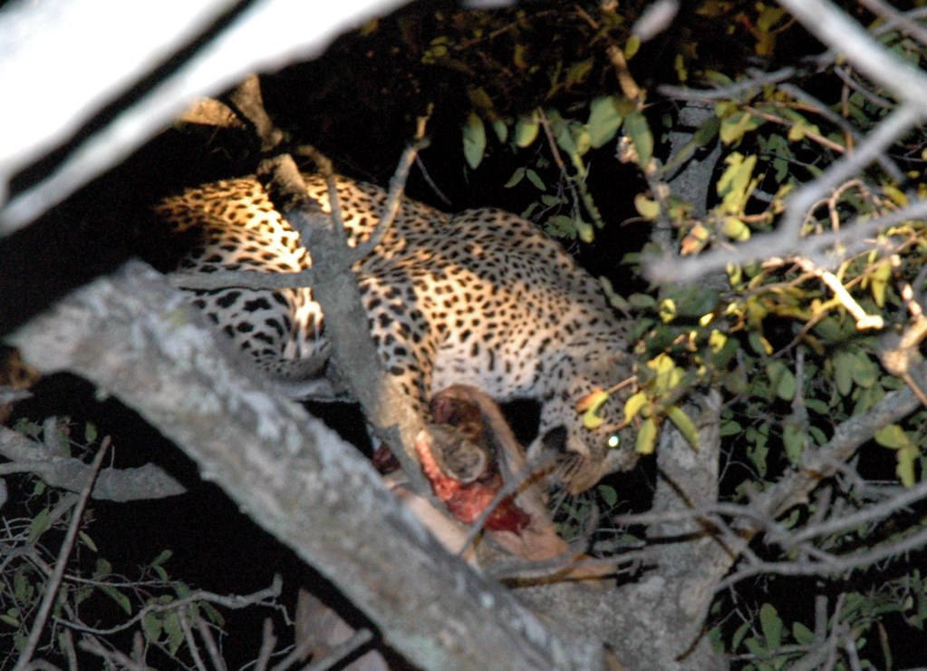 Royal Malewane, South Africa: The Pinnacle of the Bush