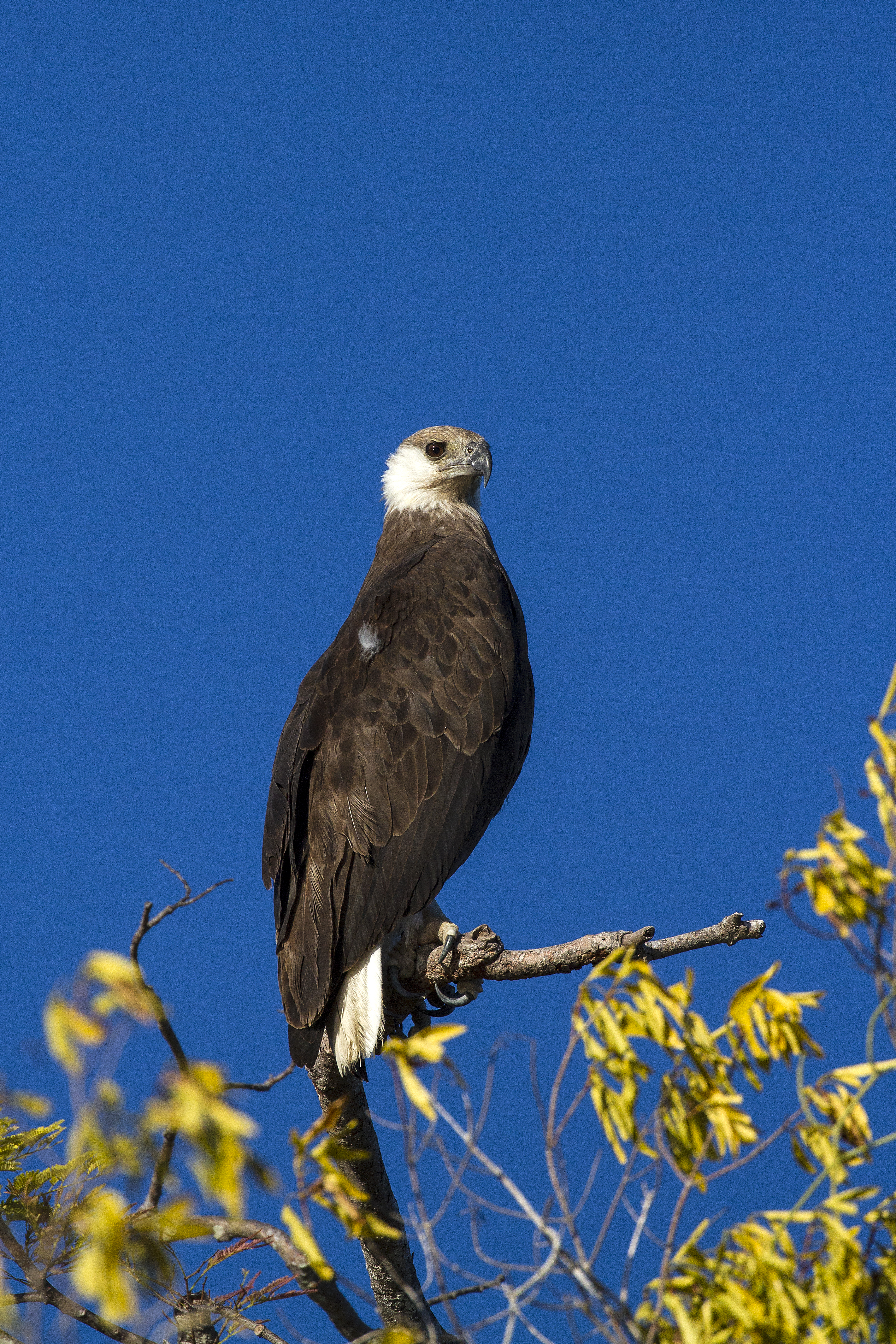 Anjajavy le Lodge: The Ultimate Coastal Reserve