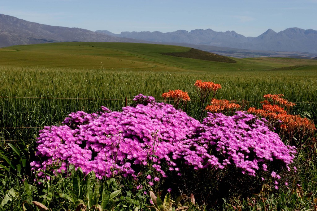 The Overberg: Whales, Fynbos, and Marine Big Five