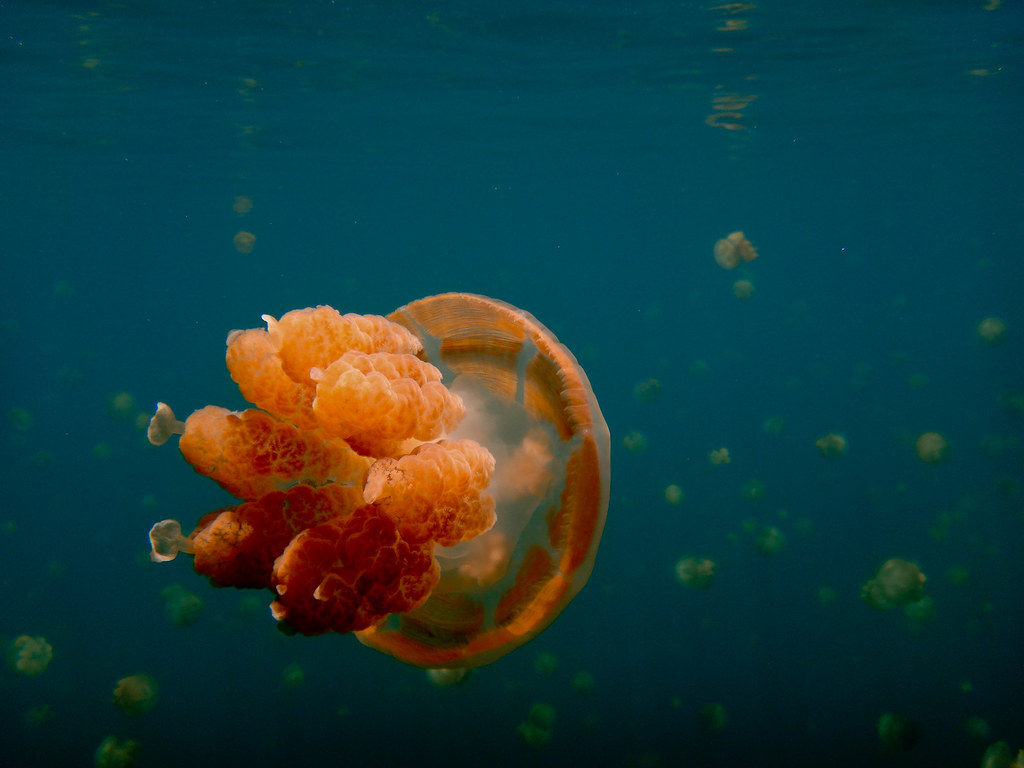Palau: The Blue Corner and Beyond