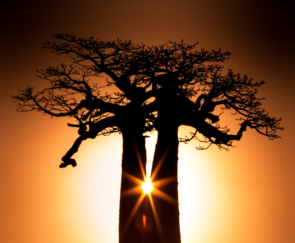 The Avenue of the Baobabs: Nature’s Grand Cathedral