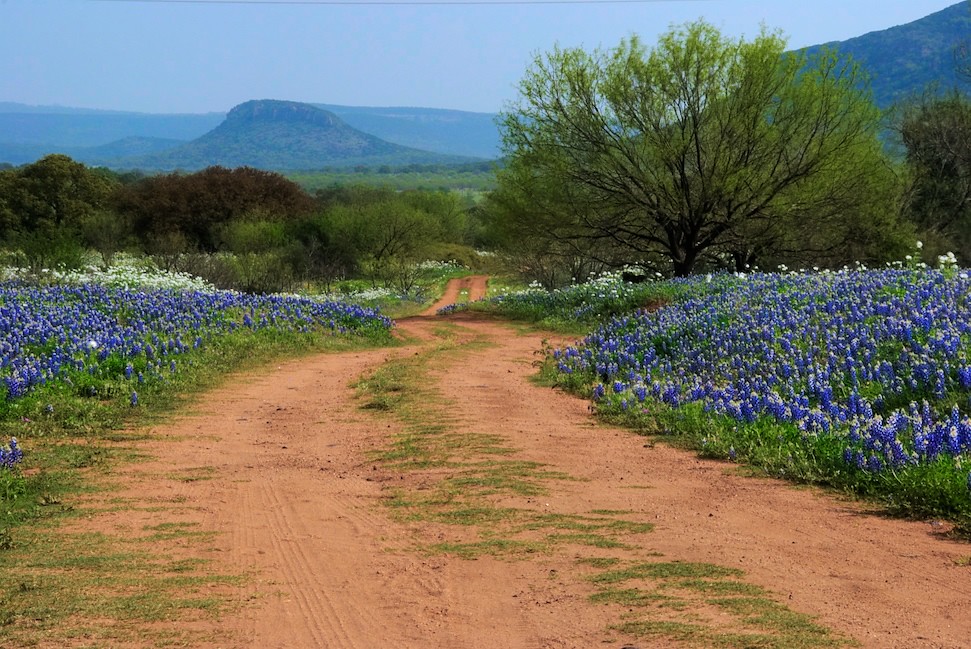 The Texas Hill Country: Bluebonnets and Barbecue