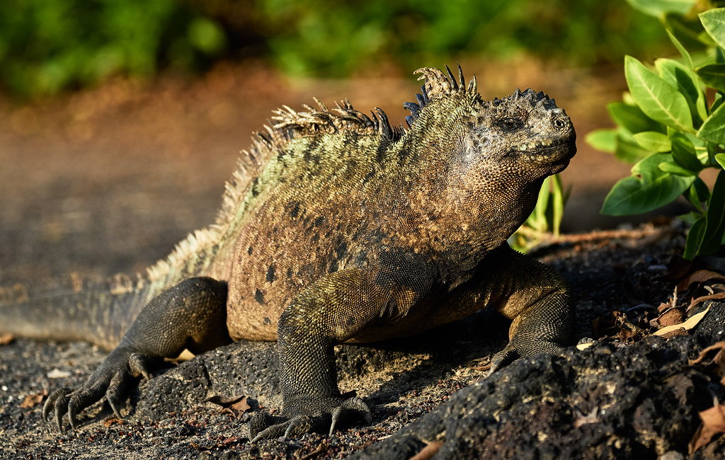 The Galapagos: Nature’s Laboratory at the Equator