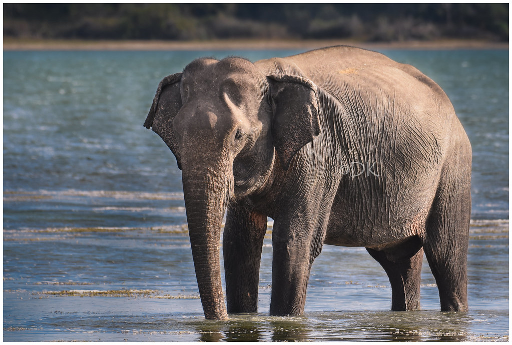 Yala and Wilpattu: Into the Wild