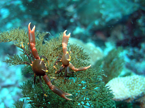Marine Life and Underwater Exploration
