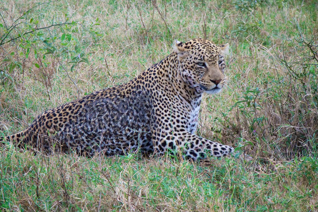 African Safaris: Luxury in the Wild