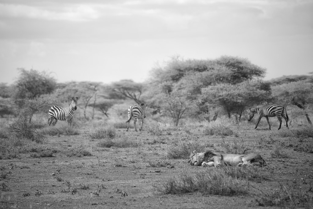 9. The Serengeti Great Migration, Tanzania