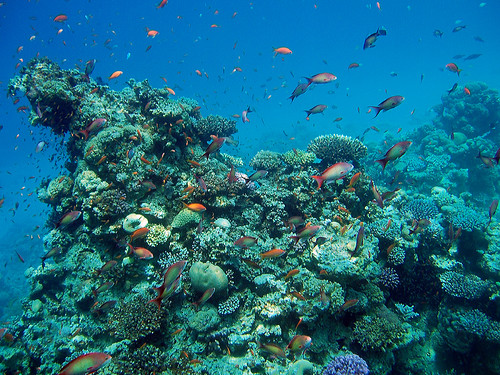Red Sea Diving: The New Era of Luxury in Saudi Arabia